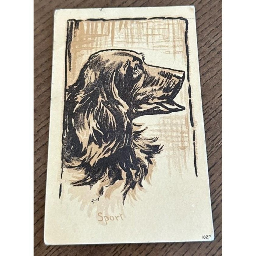 Vintage Dog Puppy English Setter(?) postcard Sport #1027
